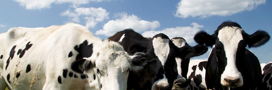 ¿Cada vez comemos menos carne?